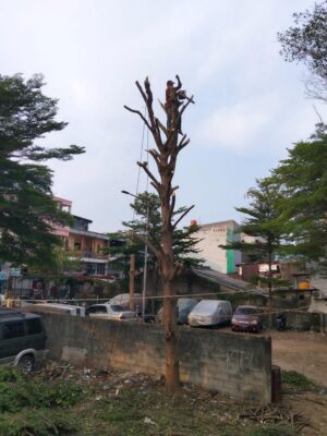 galeri jasa tebang pohon jabodetabek (1)