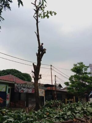 galeri jasa tebang pohon jabodetabek (13) galeri jasa tebang pohon jabodetabek (13)