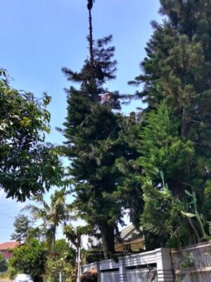 galeri jasa tebang pohon jabodetabek (15) galeri jasa tebang pohon jabodetabek (15)