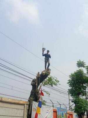 galeri jasa tebang pohon jabodetabek (16) galeri jasa tebang pohon jabodetabek (16)