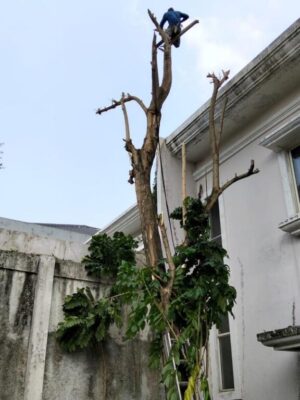 galeri jasa tebang pohon jabodetabek (17) galeri jasa tebang pohon jabodetabek (17)