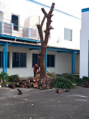 galeri jasa tebang pohon jabodetabek (18) galeri jasa tebang pohon jabodetabek (18)
