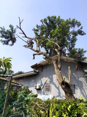 galeri jasa tebang pohon jabodetabek (20) galeri jasa tebang pohon jabodetabek (20)