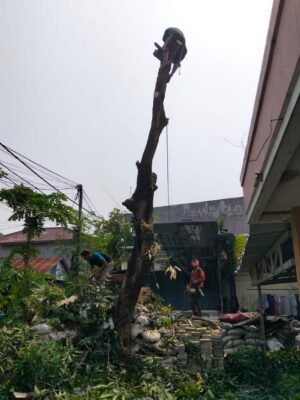 galeri jasa tebang pohon jabodetabek (22) galeri jasa tebang pohon jabodetabek (22)