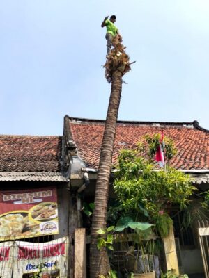 galeri jasa tebang pohon jabodetabek (4)