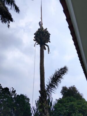 galeri jasa tebang pohon jabodetabek (5)