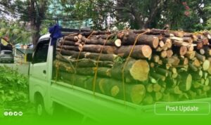 jasa tebang pohon artikel2