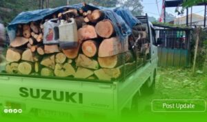 jasa tebang pohon artikel3